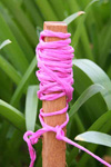 Pink Cord